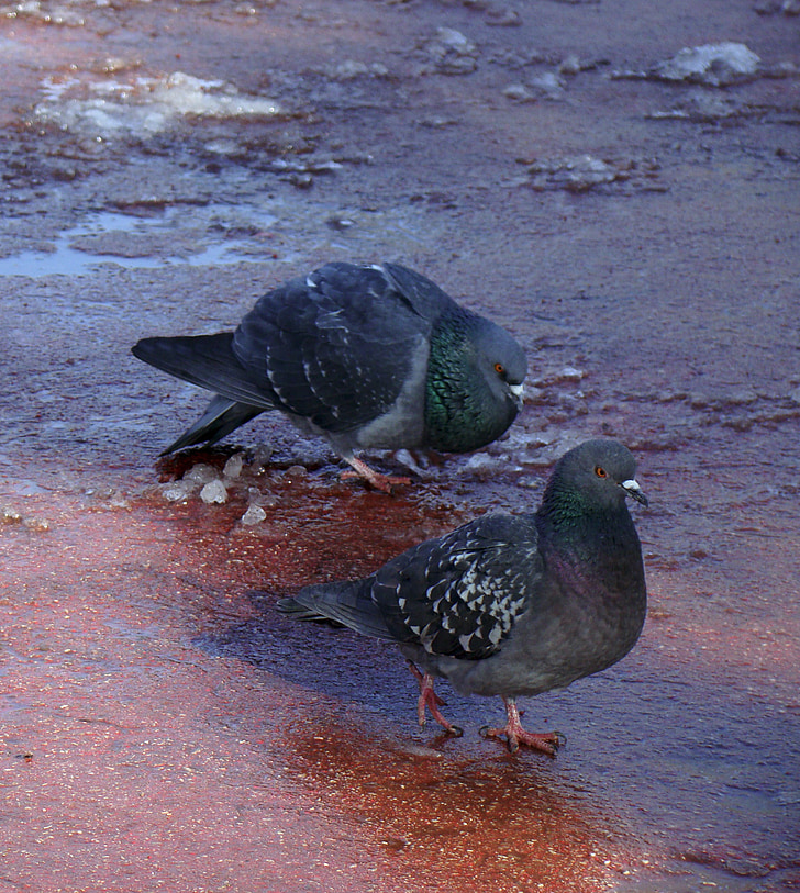 pigeons, birds, feathered race, spring, the courtship