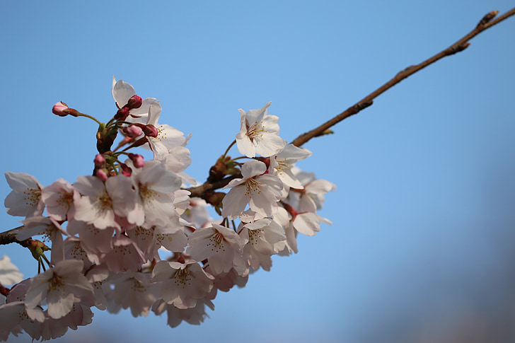 forår, Cherry blossom, blomst