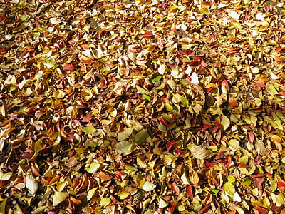 herbstliche Blätter, Laubgehölze-Bäume, Blatt, Herbst, Natur, Hintergründe, Saison