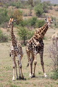 Giraffe, захоплюючі, пригоди, сафарі, мальовничі, Красивий, цікаво