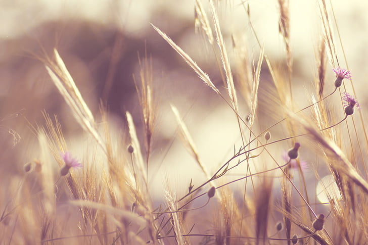 flowers, grass, nature, plants, wildflower, cereal plant, wheat