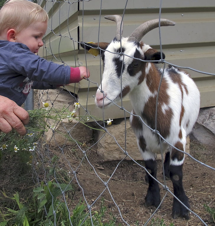 коза, хлапе, малко дете, ограда, малкия козел, младите животни, домашни кози
