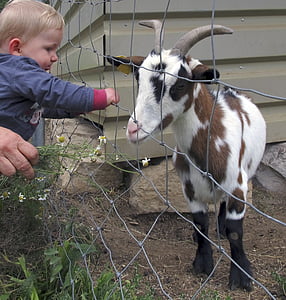 goat, kid, small child, fence, small goat, young animal, domestic goat