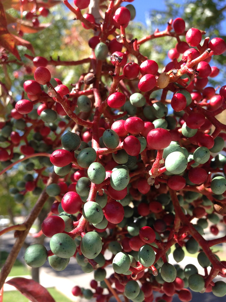 bessen, rood en groen, New mexico, Berry, rood, groen, plant
