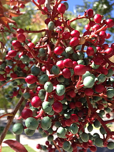 jagody, czerwony i zielony, Nowy Meksyk, jagoda, czerwony, zielony, roślina