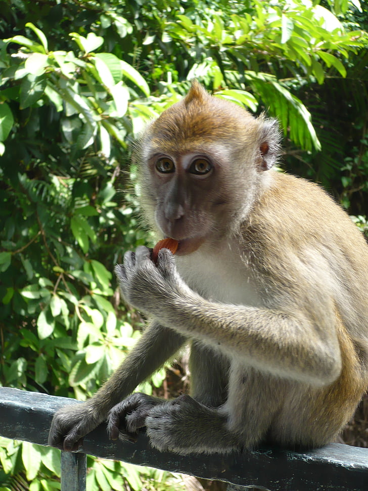 beždžionė, valgyti, gyvūnai, laukinės gamtos fotografijos, Kailiniai, žinduolis, gyvūnų