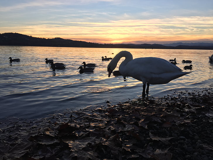 Swan, matahari terbenam, Danau, pemandangan, alam, Italia, refleksi