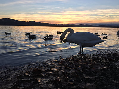 Swan, solnedgång, sjön, landskap, naturen, Italien, reflektion