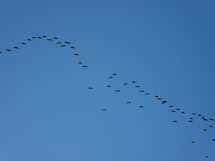 flock, flocking, geese, migrate, flight, sky, birds
