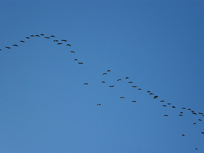 Flock, vločkovaním, husi, migrovať, let, Sky, vtáky