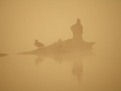 πουλιά, το πρωί, νερό, η ομίχλη, πορτοκαλί, κλίμα, φύση