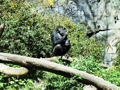 gorila, zviera, voľne žijúcich živočíchov, Príroda, Ape, divoké, primát