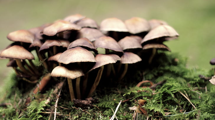jamur, alam, hidup, jamur yang diambil, hutan, musim gugur, beracun