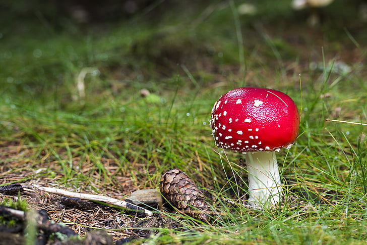 fly-agaric, toxic mushroom, red mushroom, mushroom, nature, meadow, landscape