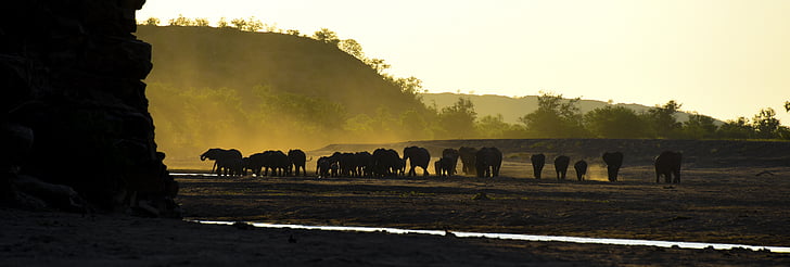 象, アフリカ, 旅行, サファリ, 自然, 動物, 野生動物