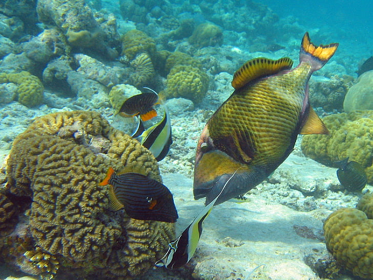 korallrev, Titan triggerfish, hjärnkorall, moriska idol, Orange-fodrade triggerfish, simning, Marine