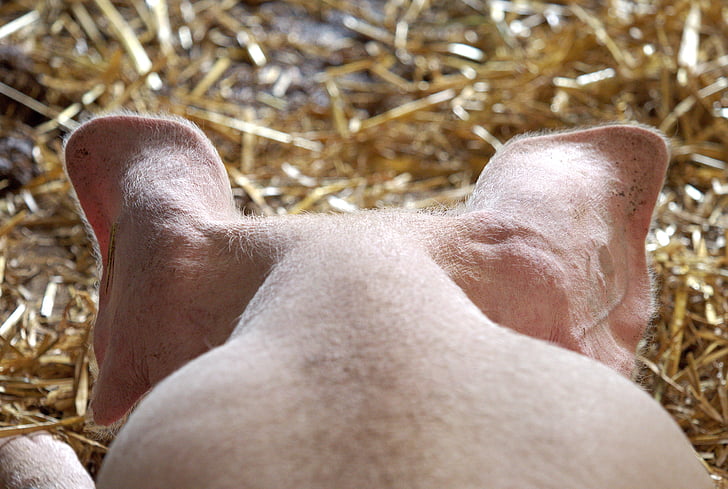 pig, hog, ears, head, animal, swine, omnivorous