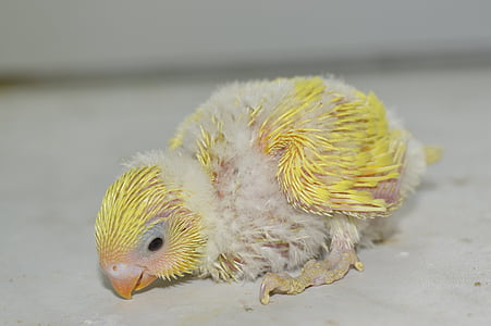 Budgie, pui, Baby, alunecare
