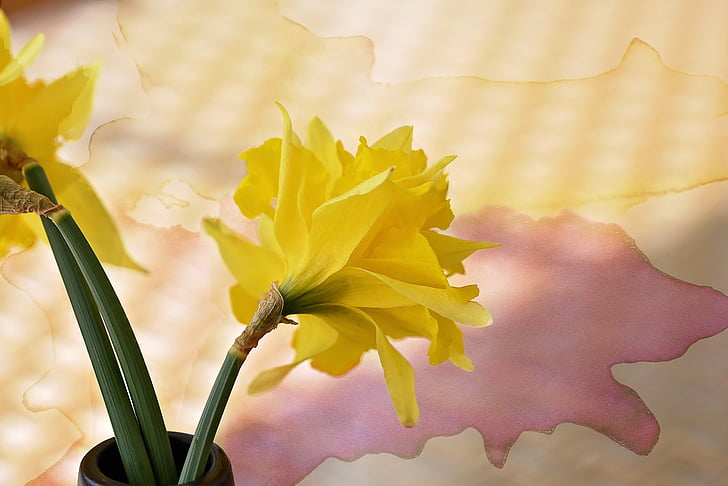 Нарцисс, цветок, schnittblume, желтый, цветок весны., ранние промах, Весна