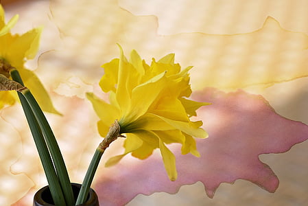 Narcís, flor, schnittblume, groc, flors de primavera, primer bloomer, primavera