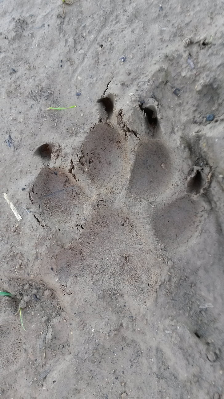 paw, reprint, traces, dog, animal tracks, nature