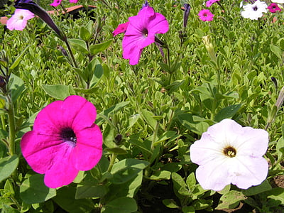 blommor, trädgård, hybrida, petunior, sommar, soligt, växter
