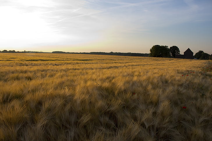 field, cereals, nature, field crops, agriculture, grain, summer