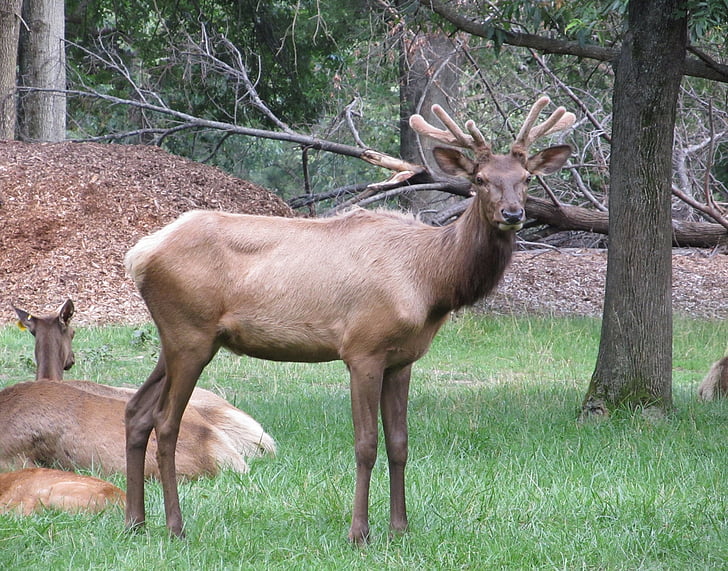 Red deer, Ritratto, animale, Buck, in piedi, fauna selvatica, natura