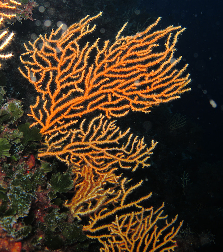 coral, mediterranean, divers, underwater, nature
