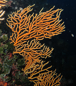 κοράλλι, Μεσογειακή, δύτες, υποβρύχια, φύση