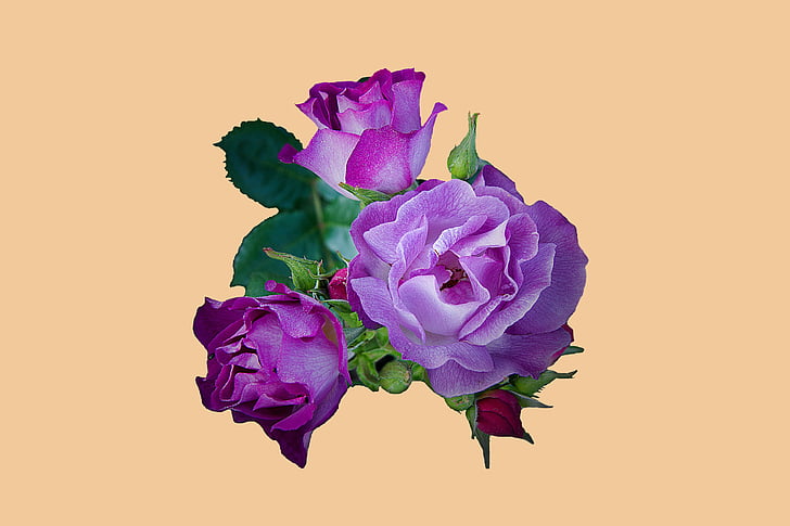 nousi, violetti, terälehtiä, tausta, eristetty, Luonto, Rose - kukka
