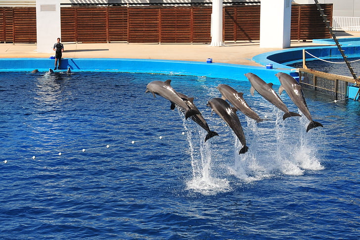 delfiner, Visa, akvarium, Valencia, hoppa