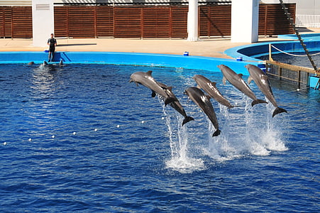delfiner, Visa, akvarium, Valencia, hoppa