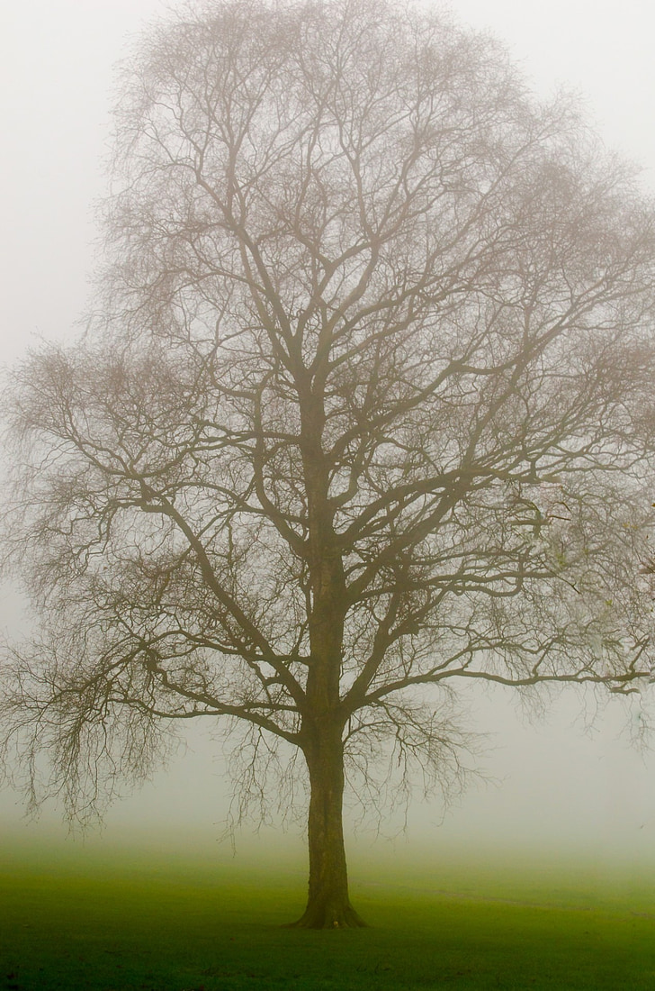 δέντρο, δέντρα, ομίχλη, καιρικές συνθήκες, εποχές, το φθινόπωρο, Χειμώνας