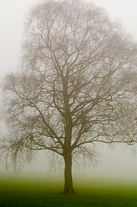 drzewo, drzewa, mgła, Pogoda, pory roku, jesień, zimowe