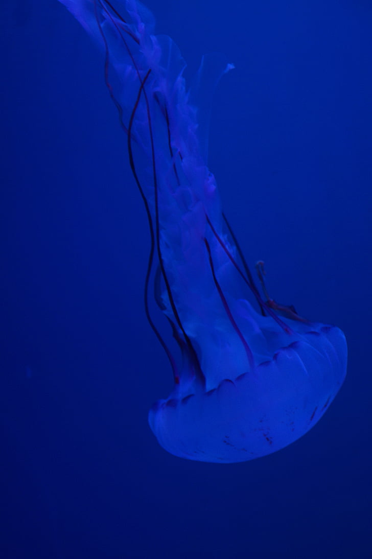 медузи, мекотело, флуоресцентни, флуоресцират, аквариум, вода, водните животни