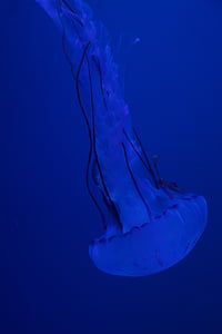 méduse, mollusque, fluorescent, réagissant en, Aquarium, eau, animal aquatique
