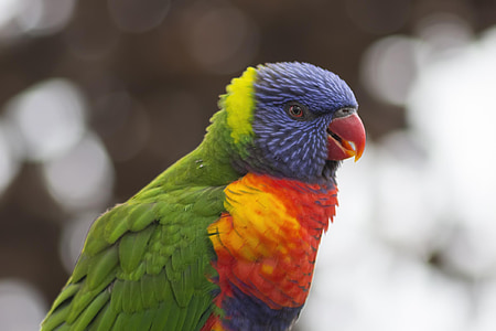 fargerike regnbue lorikeet, fuglen, papegøye, fjær, stående, nebb, hodet