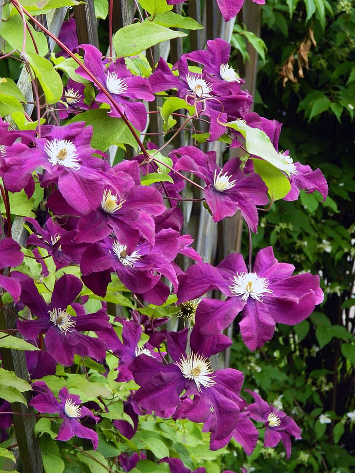 flower, plant, fence, purple