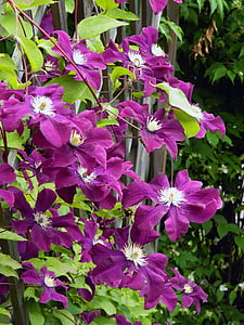 花, 工場, フェンス, 紫