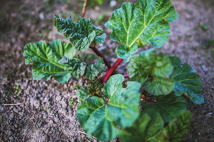 rheum, young, plant, rhabarbarum, rhubarb, leaf, leaves