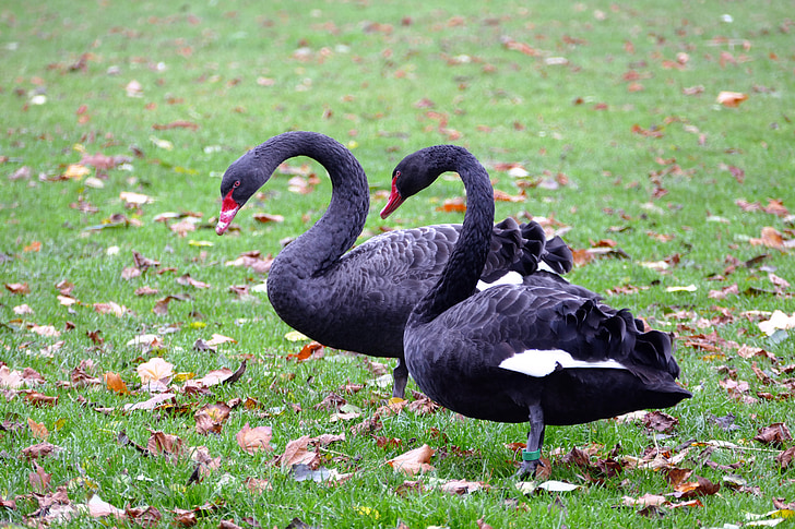 black swans, swans, black, bird, nature, wildlife, animal