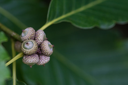 Acorn, affix, Makro, natuur, blad, Close-up, plant