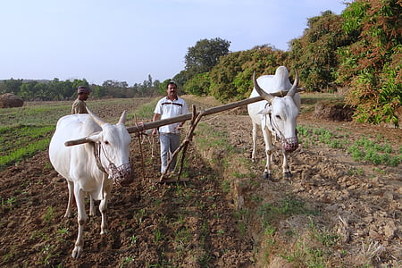 ox-plough, tiller, ox plough, farmer, tilling, furrowing, india