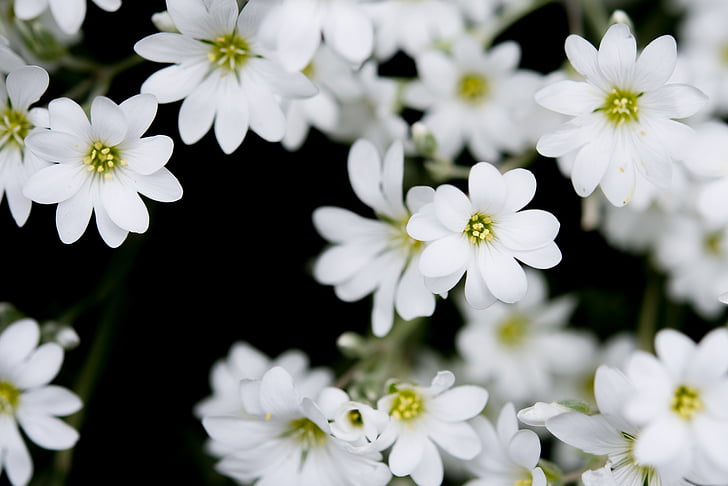Blanco, flores, fondo negro, naturaleza, flores, primavera, planta