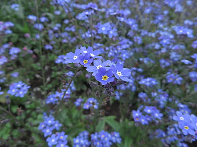 glem mein ikke, anlegget, blå blomst, blomster, blå, våren, glem meg ikke