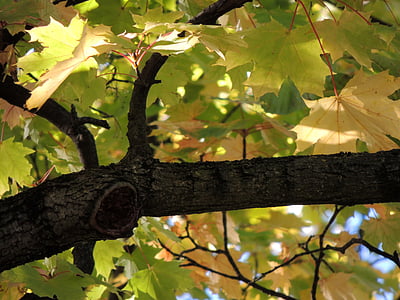 Javorové listy, Javor, větev, listy, podzim, strom, žlutá