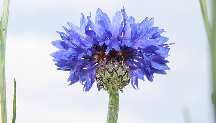 blue, cornflower, wild herbs, summer flower, field flower, weed
