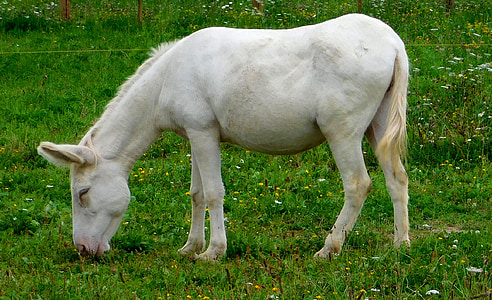 white asses, donkey, donkey eats, donkey eats grass, cute, sweet, animal