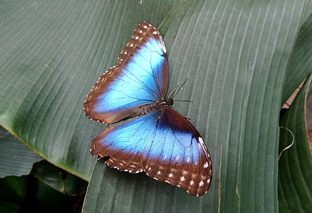 butterfly, nature, blue, insect, animal, wing, close